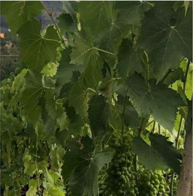 Olive verdi
