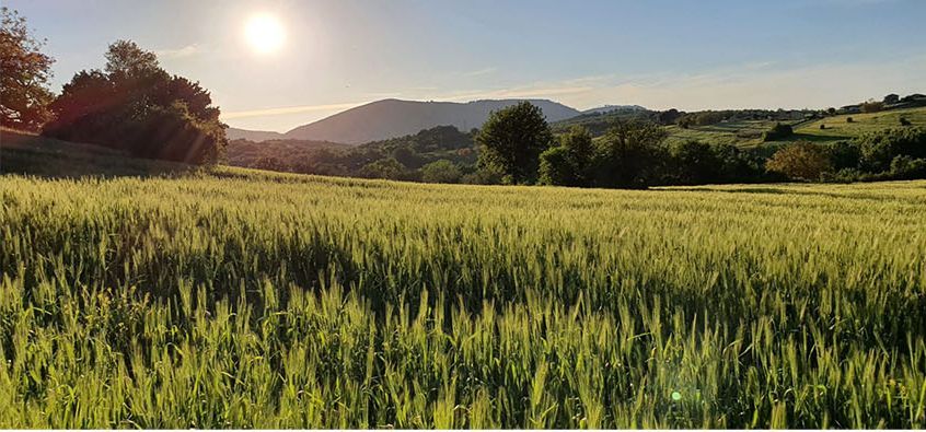 Grano Pigrano