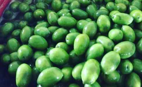 Olive Roccolive